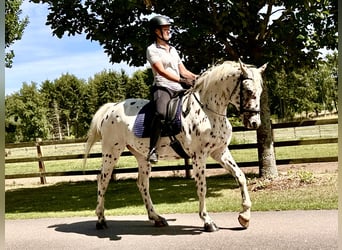 Knabstrup, Hongre, 4 Ans, 164 cm, Léopard