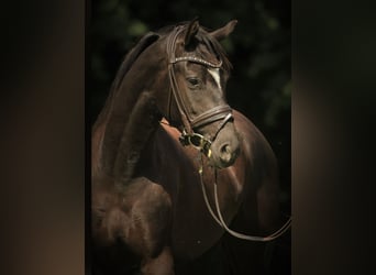 Knabstrup, Hongre, 4 Ans, 164 cm, Noir