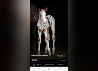 Knabstrup, Hongre, 4 Ans, 165 cm, Léopard