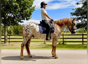 Knabstrup, Hongre, 6 Ans, 160 cm, Léopard