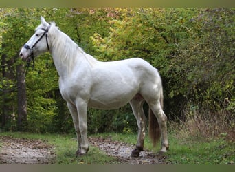 Knabstrup, Jument, 10 Ans, 150 cm, Blanc