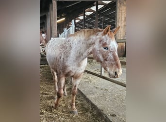 Knabstrup, Jument, 11 Ans, Léopard