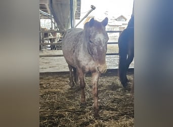 Knabstrup, Jument, 11 Ans, Léopard