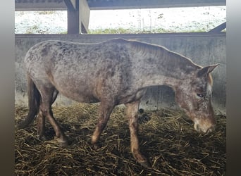 Knabstrup, Jument, 11 Ans, Léopard