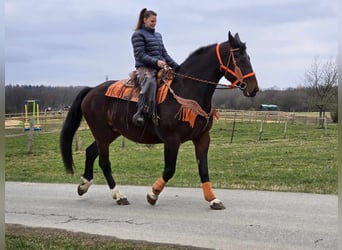 Knabstrup, Jument, 12 Ans, 164 cm, Bai