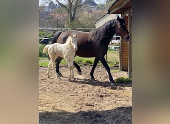 Knabstrup, Jument, 13 Ans, 155 cm, Bai