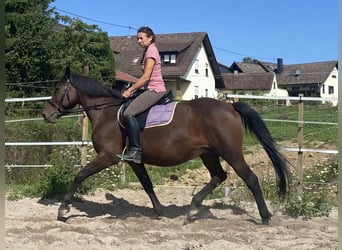 Knabstrup, Jument, 13 Ans, 155 cm, Bai