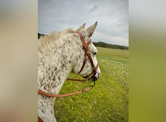 Knabstrup, Jument, 18 Ans, 146 cm, Léopard