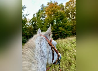 Knabstrup, Jument, 18 Ans, 146 cm, Léopard