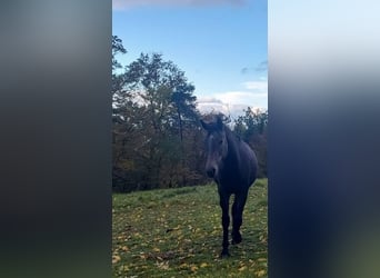 Knabstrup, Jument, 1 Année, 150 cm, Peut devenir gris