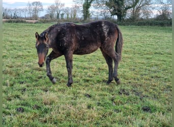 Knabstrup, Jument, 1 Année, 164 cm, Bai brun foncé