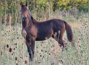 Knabstrup, Jument, 1 Année, 164 cm, Bai brun foncé