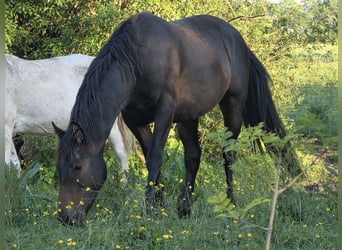 Knabstrup, Jument, 2 Ans, 160 cm, Bai brun