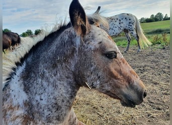 Knabstrup, Jument, 3 Ans, 146 cm, Léopard