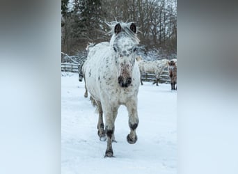 Knabstrup, Jument, 3 Ans, 146 cm, Léopard