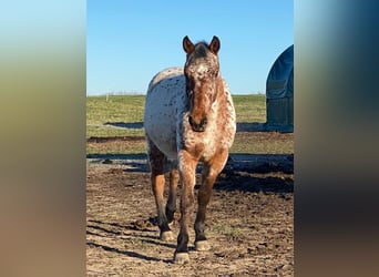 Knabstrup, Jument, 3 Ans, 154 cm, Léopard