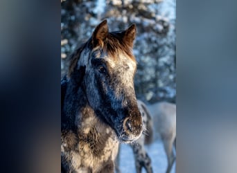 Knabstrup, Jument, 3 Ans, 154 cm, Léopard