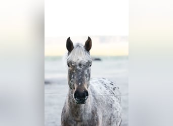 Knabstrup, Jument, 3 Ans, 160 cm, Léopard