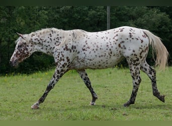 Knabstrup, Jument, 3 Ans, 163 cm, Léopard