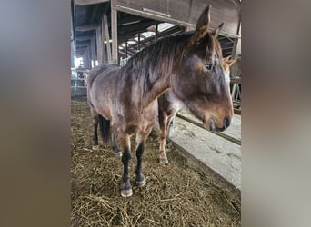 Knabstrup Croisé, Jument, 3 Ans