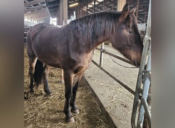 Knabstrup Croisé, Jument, 3 Ans