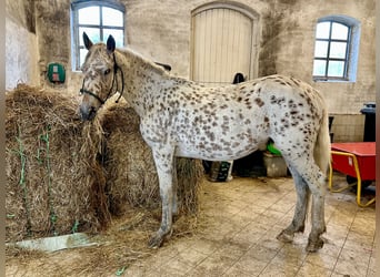Knabstrup, Jument, 4 Ans, 146 cm, Léopard