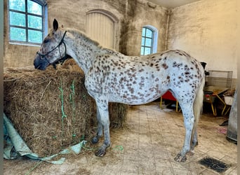 Knabstrup, Jument, 4 Ans, 146 cm, Léopard