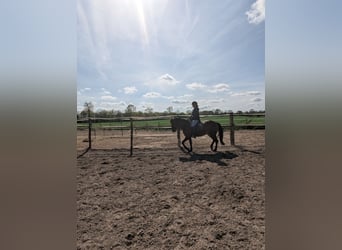 Knabstrup, Jument, 4 Ans, 147 cm, Bai