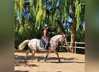 Knabstrup, Jument, 4 Ans, 165 cm, Léopard