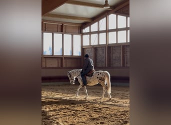 Knabstrup, Jument, 5 Ans, 156 cm, Léopard