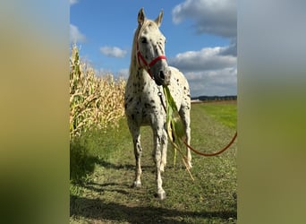 Knabstrup, Jument, 5 Ans, 156 cm, Léopard