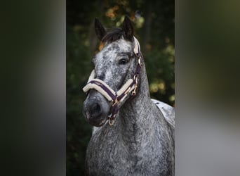 Knabstrup Croisé, Jument, 6 Ans, 152 cm