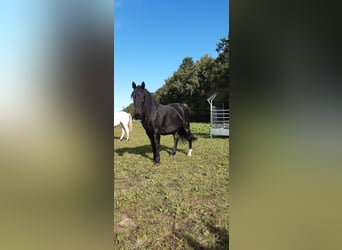 Knabstrup, Jument, 6 Ans, 158 cm, Noir