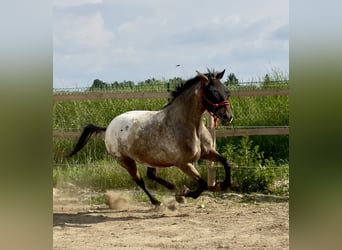 Knabstrup, Jument, 6 Ans, 160 cm, Léopard