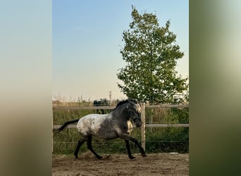 Knabstrup, Jument, 6 Ans, 160 cm, Léopard