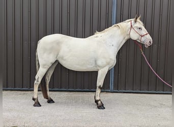 Knabstrup, Jument, 7 Ans, 158 cm, Léopard