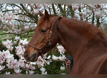 Knabstrup, Jument, 7 Ans, 160 cm, Alezan cuivré