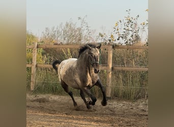 Knabstrup, Jument, 7 Ans, 160 cm, Léopard