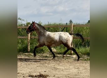 Knabstrup, Jument, 7 Ans, 160 cm, Léopard