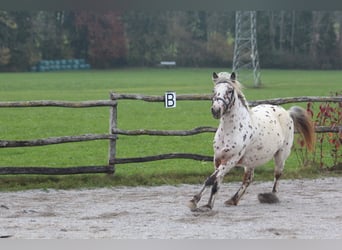 Knabstrup, Jument, 8 Ans, 142 cm, Léopard