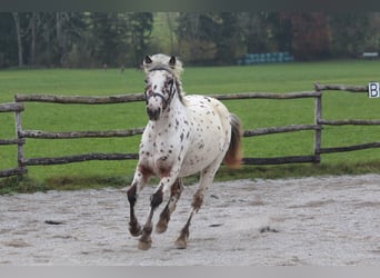 Knabstrup, Jument, 8 Ans, 142 cm, Léopard