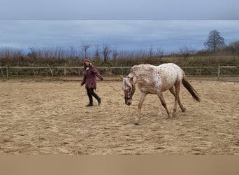 Knabstrup, Jument, 8 Ans, 155 cm, Léopard