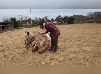 Knabstrup, Jument, 8 Ans, 155 cm, Léopard