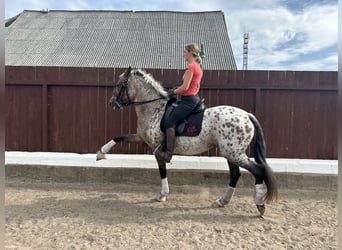 Knabstrup Croisé, Jument, 8 Ans, 163 cm, Léopard