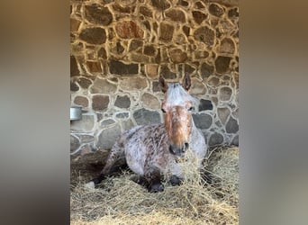 Knabstrup Croisé, Jument, 8 Ans, 163 cm, Léopard