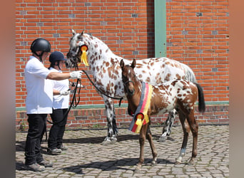 Knabstrup, Jument, 9 Ans, 145 cm, Léopard