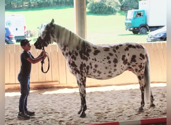 Knabstrup, Jument, 9 Ans, 145 cm, Léopard