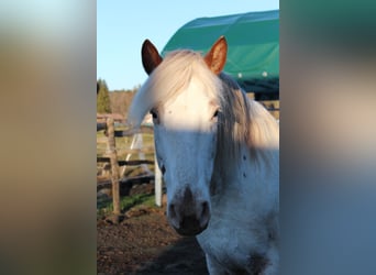 Knabstrup, Jument, 9 Ans, 148 cm, Blanc