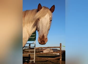 Knabstrup, Jument, 9 Ans, 150 cm, Blanc