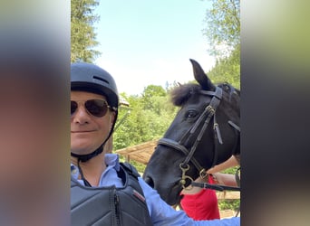 Knabstrup, Jument, 9 Ans, 152 cm, Noir